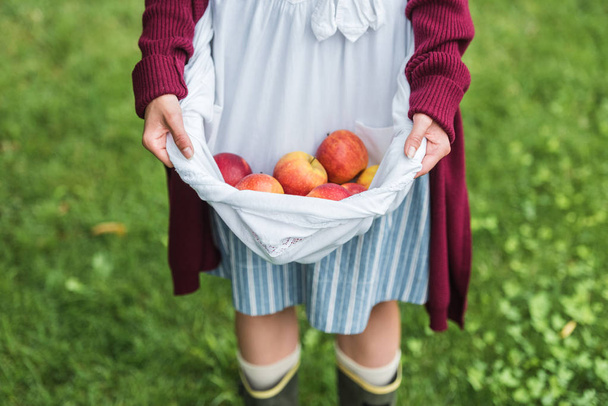 vista recortada de niña sosteniendo manzanas en delantal
 - Foto, imagen