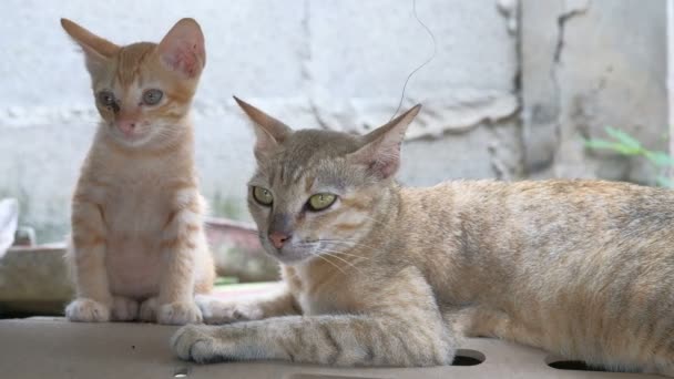 Portrait of thai cat on the wall. Cat on the house wall looking at camera. - Footage, Video