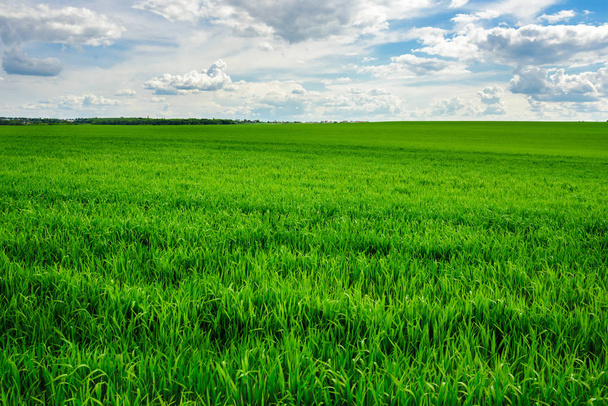πράσινο πεδίο γρασίδι και φωτεινό γαλάζιο ουρανό - Φωτογραφία, εικόνα