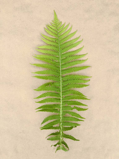 Photo shot. Fern leaf on craft paper background. - Photo, Image