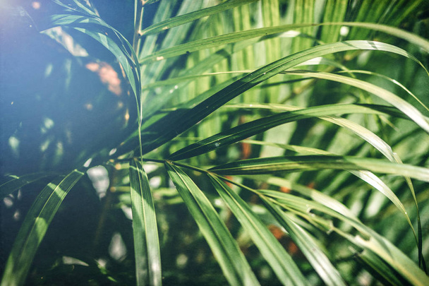 Творче компонування тропічного зеленого листя. Тропічний фон долоні
. - Фото, зображення