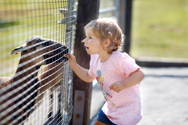 Śliczny maluch Ładna dziewczyna karmienie małe kozy i owce w gospodarstwie dzieci. Piękne dziecko dziecko pieszczoty zwierząt w zoo. - Zdjęcie, obraz