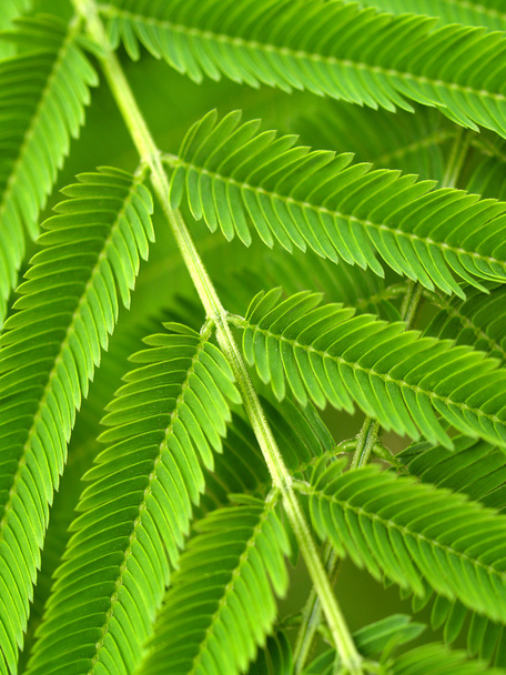 Leaf background - Foto, Bild