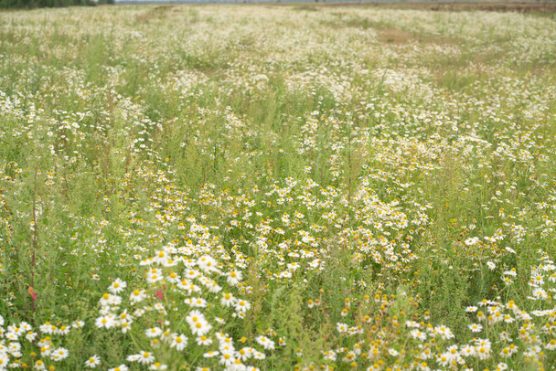 enorme campo de margaridas de verão
 - Foto, Imagem