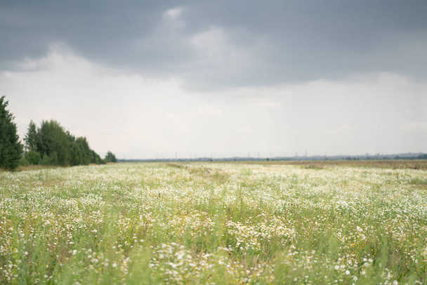 enorme campo de margaritas de verano
 - Foto, imagen