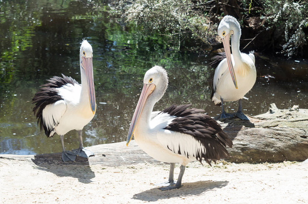 Australian pelikaani, Pelecanus conspicillatus, on suuri vesilintu perheen Pelecanidae, laajalle levinnyt sisä- ja rannikkovesillä Australiassa
 - Valokuva, kuva