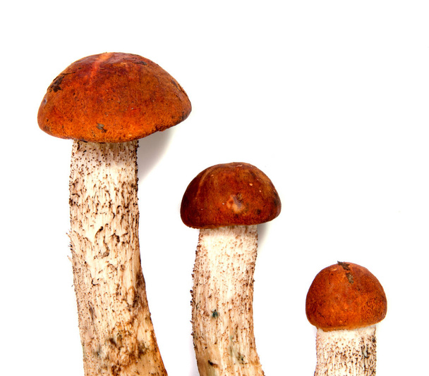 Boletus de champiñones de bosque fresco con una pierna gruesa de champiñón y una tapa húmeda sobre un fondo blanco
 - Foto, imagen
