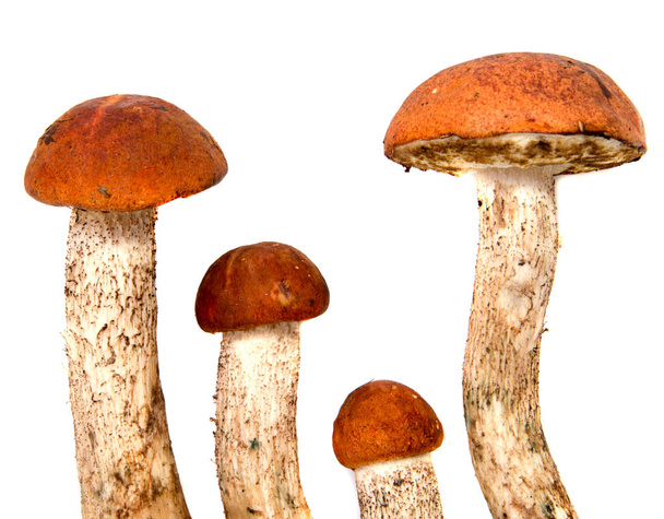 Свіжий лісовий гриб-болет з товстою ногою гриба та мокрою шапочкою на білому фоні їжі
 - Фото, зображення