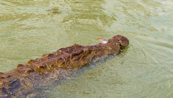 Retrato de um crocodilo adormecido. Lago Baringo, Quénia
. - Foto, Imagem