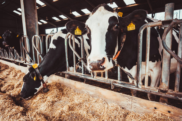 Cows on Farm. agriculture industry - Фото, зображення