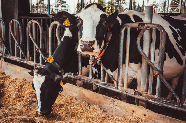 Cows in a farm. Dairy cows. Cowshed - Fotoğraf, Görsel