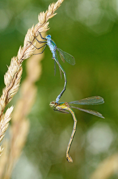 Párování vážky v přírodě. Jedna z fází reprodukce hmyzu. - Fotografie, Obrázek