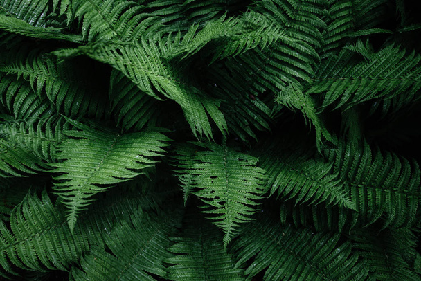 leaves background texture. green leaf - Фото, изображение