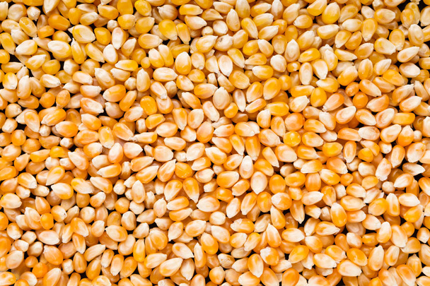 Dried corn for popcorn top view - Foto, Imagem
