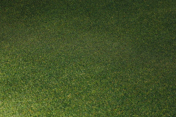green grass texture, closeup view - Foto, Bild