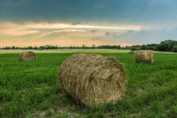 Round hay bales in a green meadow at sunset - Photo, Image