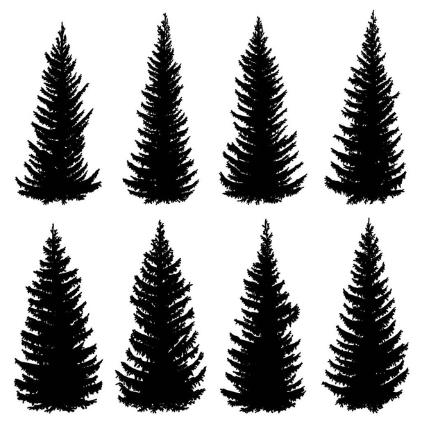 Set van vector silhouetten van oude wilde vuren bomen (spar, zilverspar-boom). - Vector, afbeelding