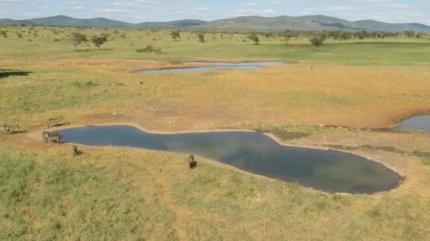 savanna landscape with water hole - Footage, Video