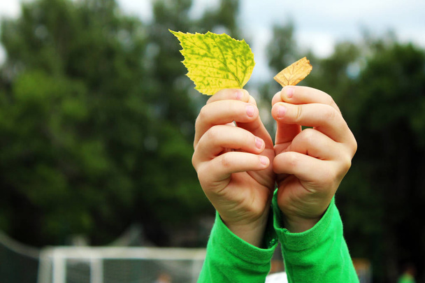 As mãos do bebê pegam folhas de outono no parque, tão perto
 - Foto, Imagem