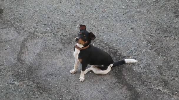 Happy dog ül és vár sterns - Felvétel, videó