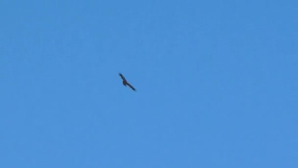 Orel stepní v Kazachstánu, letící na modré obloze - Záběry, video