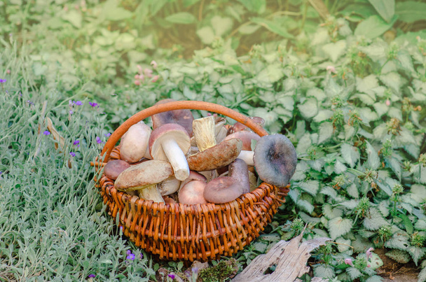 Mushrooms in a basket.  Harvest brown cap boletus and autumn forest. Big basket of mushrooms - Photo, Image
