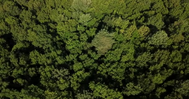 Forest background view from above - Footage, Video