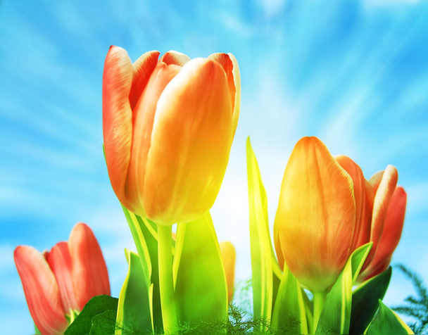 Hermoso fondo tulipanes primavera
 - Foto, Imagen