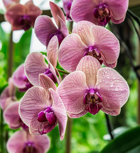Fleurs d'orchidée tropicales délicates et belles au jardin national d'orchidée, situé dans les jardins botaniques de Singapour
 - Photo, image