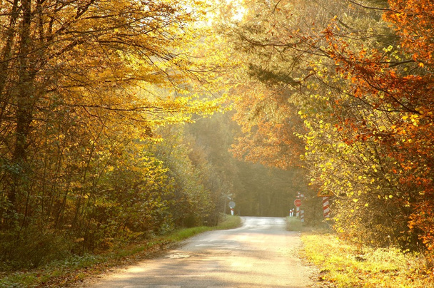erdei út, őszi színek - Fotó, kép
