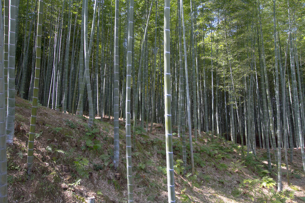 Bambus lesie pejzaż widok Arashiyama, Kyoto - Zdjęcie, obraz