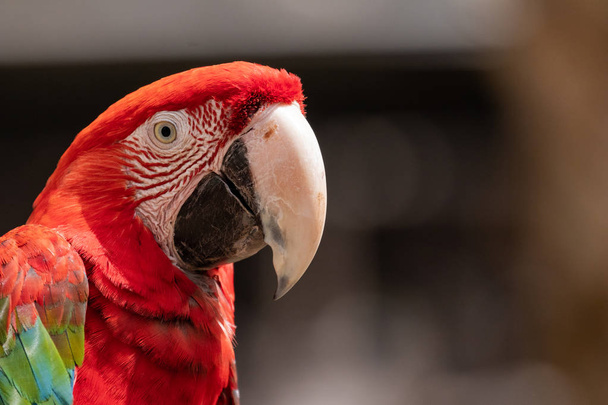 šarlatové macaw  - Fotografie, Obrázek
