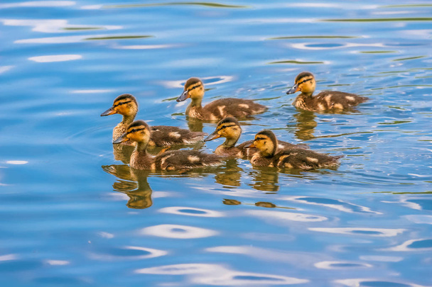 Goslings in Blue Lake - Valokuva, kuva