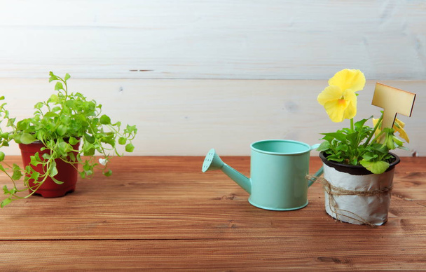 Plántulas jóvenes de flores con herramientas de jardín sobre una mesa de madera blanca. Viola y lobelia
. - Foto, imagen