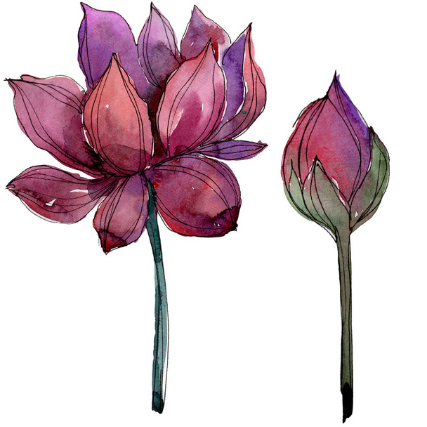 Pink lotus flower. Floral botanical flower. Isolated illustration element. Aquarelle wildflower for background, texture, wrapper pattern, frame or border. - 写真・画像