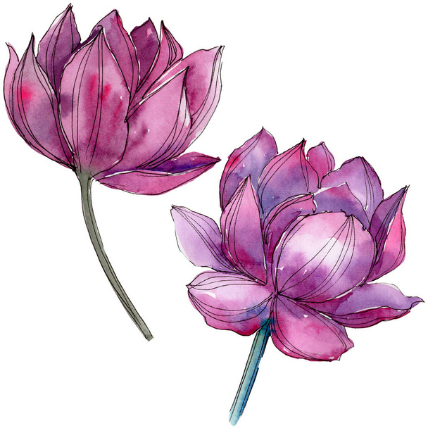 Pink lotus flower. Floral botanical flower. Isolated illustration element. Aquarelle wildflower for background, texture, wrapper pattern, frame or border. - Photo, image