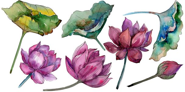 Pink lotus flower. Floral botanical flower. Isolated illustration element. Aquarelle wildflower for background, texture, wrapper pattern, frame or border. - Photo, Image
