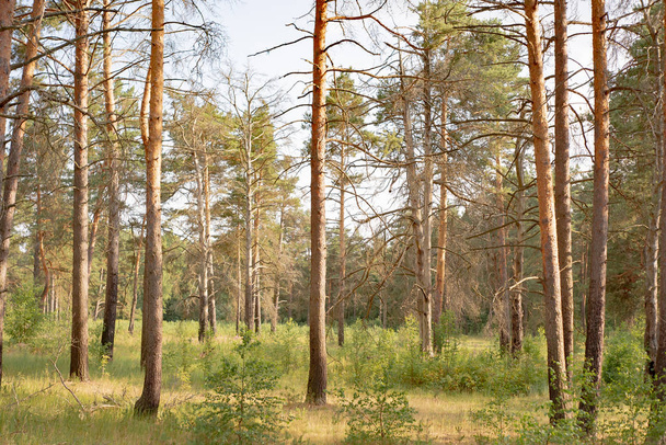 Sergiev _ posad. Nature _ of _ moscow _ region _ summer _ 2018.Hiljainen metsä, jossa on erittäin helppo hengittää
. - Valokuva, kuva