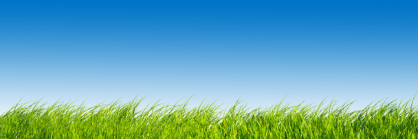 Zielona trawa na niebieski niebo panorama. - Zdjęcie, obraz