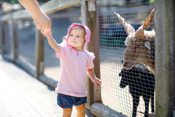 Adorable cute toddler girl feeding little goats and sheeps on a kids farm. Beautiful baby child petting animals in the zoo. - Zdjęcie, obraz