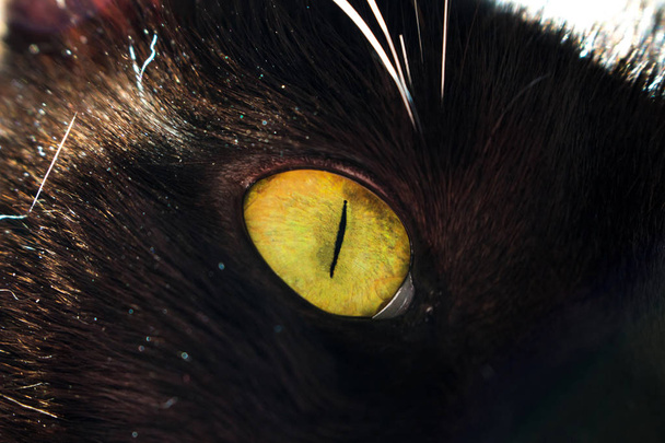Green eye of a black cat macro closeup - Photo, Image