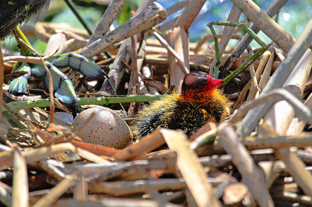 ein amerikanisches Blässhuhn-Küken in einem Nest neben einem anderen Ei - Foto, Bild