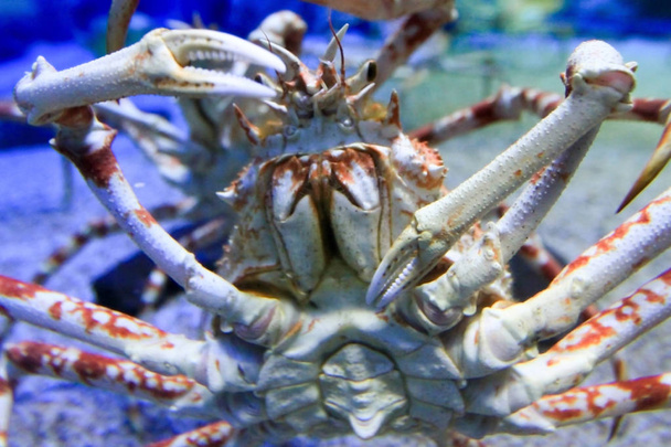 un gros plan du crabe araignée géante en aquariu
 - Photo, image