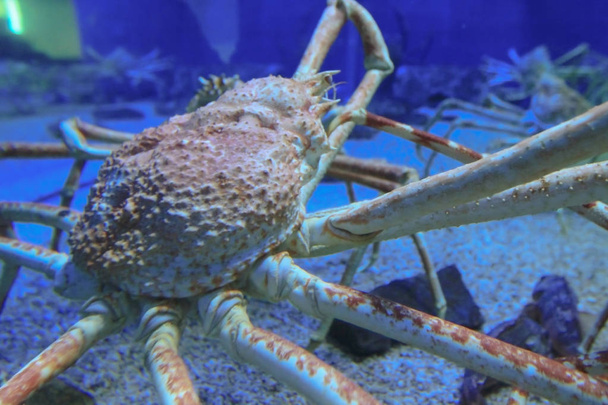 a Close up of Giant spider crab in aquariu - Photo, Image