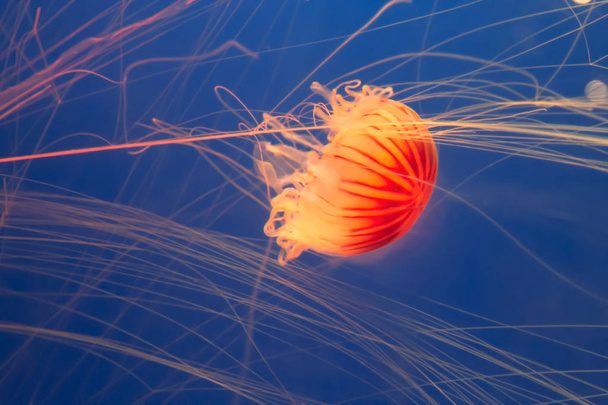 meduse nell'acquario di osaka, Giappone
 - Foto, immagini