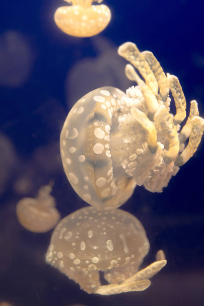 a jellyfish in the osaka aquarium, Japan - Foto, afbeelding