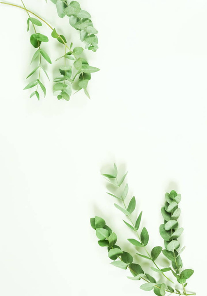 green eucalyptus branches on white background. Flat lay, top view. copy space - Foto, Imagem