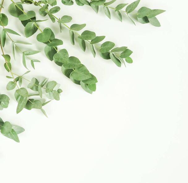 green eucalyptus branches on white background. Flat lay, top view. copy space - Фото, изображение