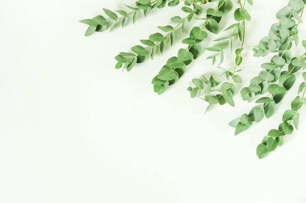 green eucalyptus branches on white background. Flat lay, top view. copy space - Fotó, kép