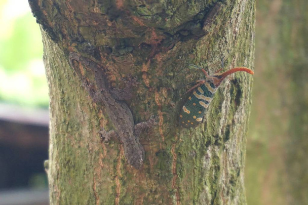 Закрыть красочные fulgorid жук и геккон в тропическом саду
 - Фото, изображение